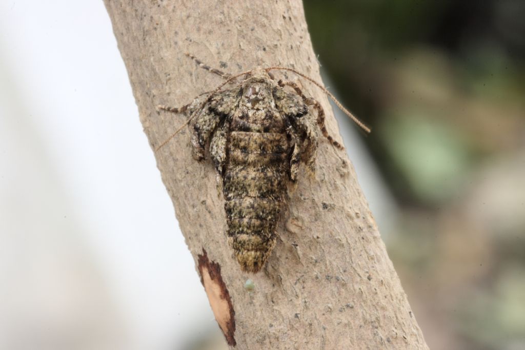 Identificazione bruco